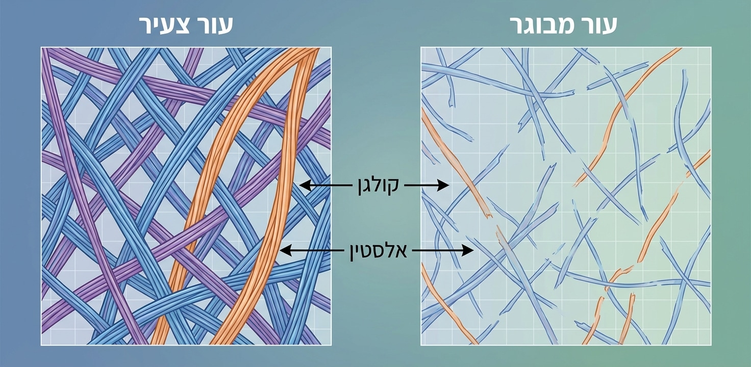 רפיון עור: איך לשמור על מוצקות העור לאורך זמן