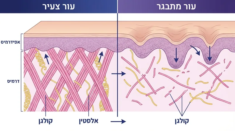 קולגן בקרם מול קולגן בתוספים: מה באמת משפיע על העור